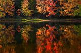 Autumn Trees Reflection_08729